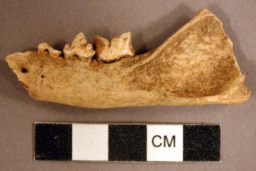 Animal mandible fragment with some teeth intact, with possible cut marks