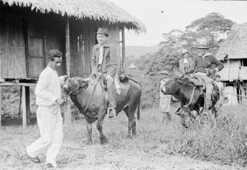 Members of expedition on oxen at Puyo