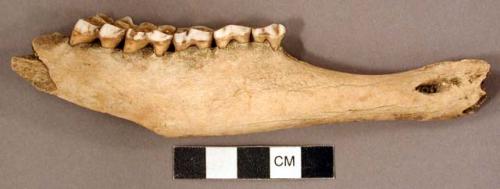 Animal bone, mandible fragment with teeth intact