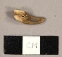 Faunal tooth