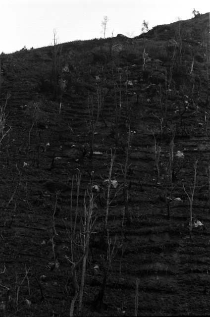 Terraced Biam slope garden