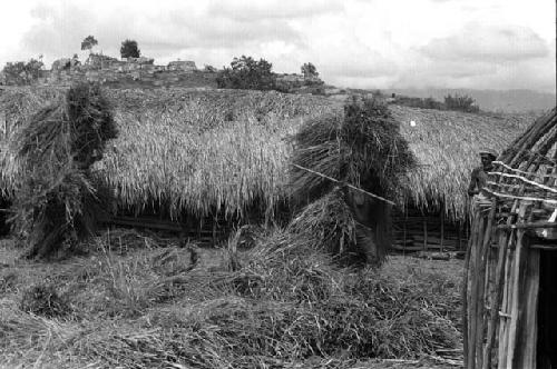 Karl Heider negatives, New Guinea