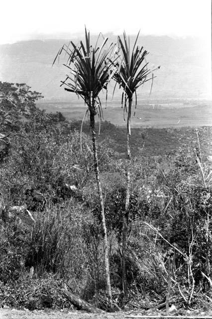 Musanima. The two Pandanus trees. bg: Grand Valley, Wamena.