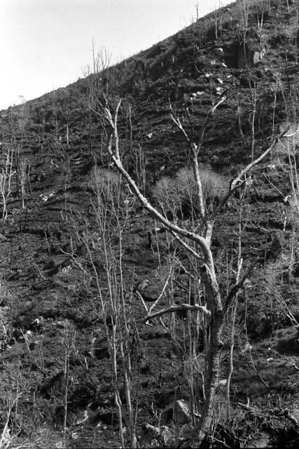 Biam terraced slope gardens.