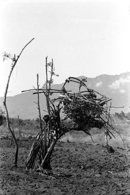 Wudludlumo gardens. firewood from newly-cleared area in tree to dry.