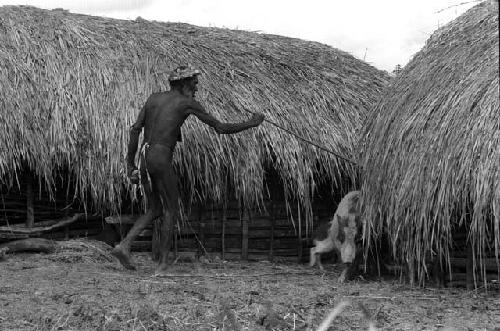 Dumakonem. old man herds pigs. in yard