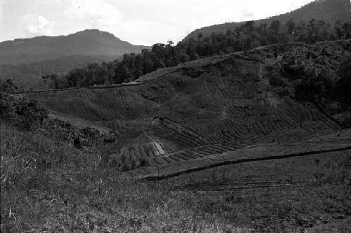 High route to Salt Well.  Dodlunogoma gardens in large depression.