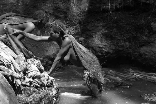 Ilueaima ('Kurelu Salt Well'). women take banana trunk from pool.
