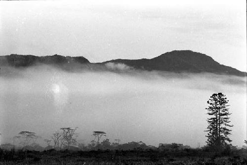 Trees in Valley mist early morning