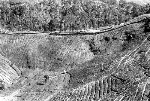 Dodlunogoma gardens in large sink hole depression.