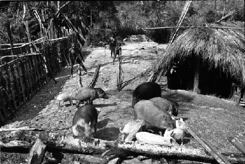 Musanima. herding pigs in yard; unfinished hunu to L.