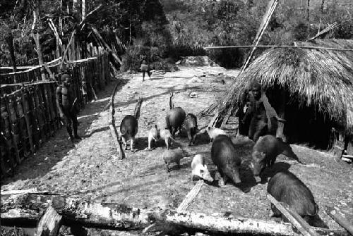 Musanima. herding pigs in yard.