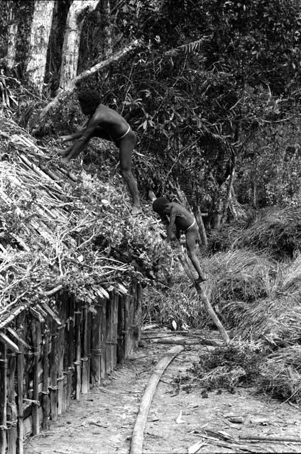 Musanima. Laying under-thatch branches. Asukulek and Medek.