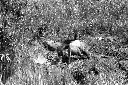 Pig climbing out of mud hole. Behind, small striped shoat