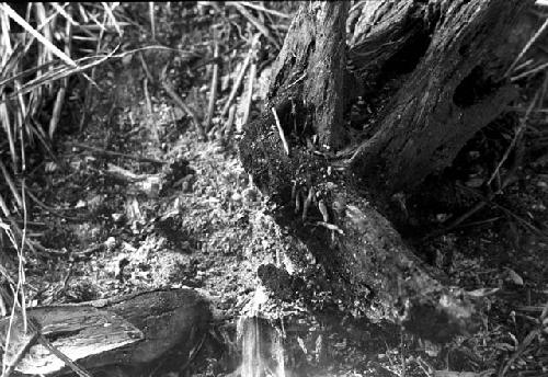 Karl Heider negatives, New Guinea; Shot of fire