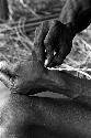 Karl Heider negatives, New Guinea; Man barbing arrow