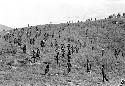 Karl Heider negatives, New Guinea; Action on Warabara during a war