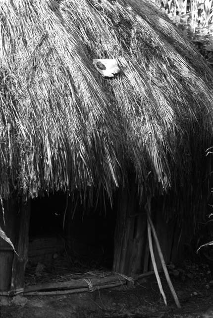 anti-rain magic: mud on banana leaf on thatch of men's house