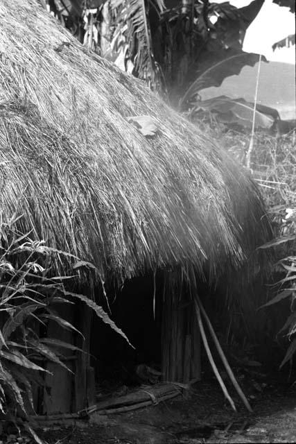 anti-rain magic - mud on banana leaf - on thatch of men's house W1