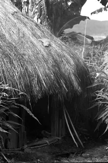 anti-rain magic - mud on banana leaf - on thatch of men's house W1