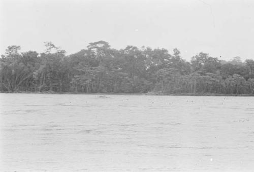 View of Rio Napo