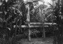 Sugar mill composed of 2 rollers of chonta palm