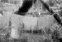 Shredding and drying of vegetable fiber used for hammocks.