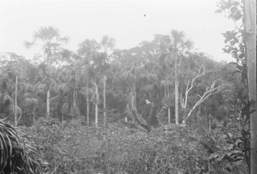 Typical cassava field