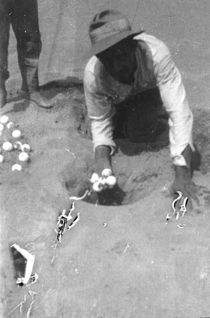 Digging turtle eggs from a nest in the sand