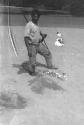 Digging turtle eggs from a nest in the sand