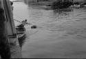 Loading cattle on river boat