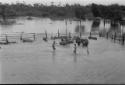 Loading cattle on river boat