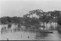 Loading cattle on river boat