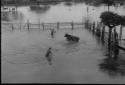 Loading cattle on river boat