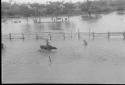 Loading cattle on river boat