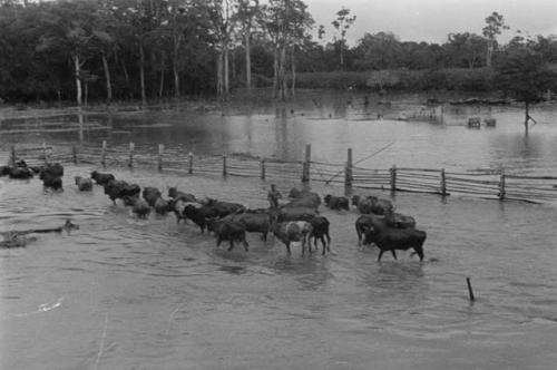 Loading cattle on river boat