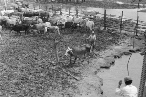 Loading cattle on river boat