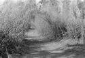 Bamboo thicket along Rio Yaqui