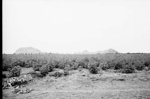 El Salitre (right) and Cerro Salazar from highway