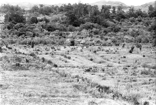 Karl Heider negatives, New Guinea