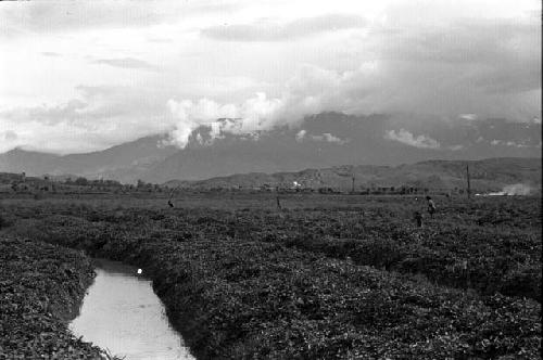 Fields and irrigation