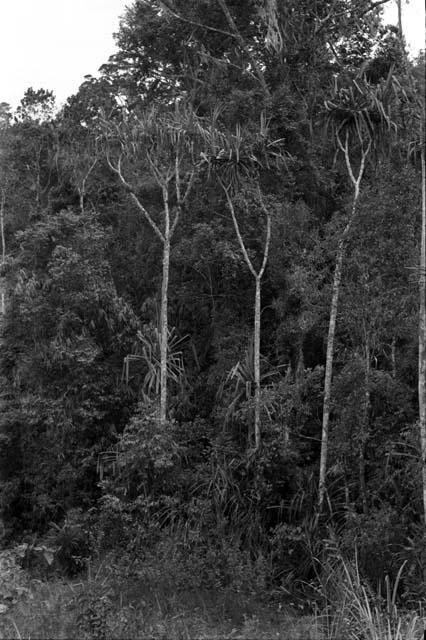 Pandanas trees growing high on the eastern ridge