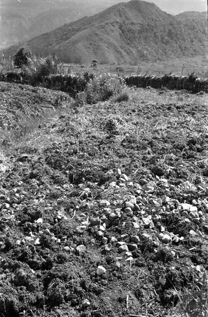 Gardens on valley floor; near the south of Puakoloba