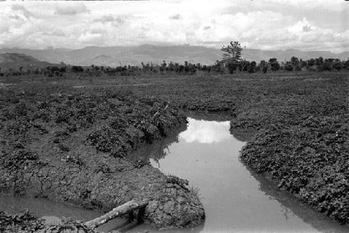 Same; garden ditches in the frgd; 2 mukoko birds in the middleground