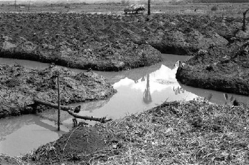 Karl Heider negatives, New Guinea