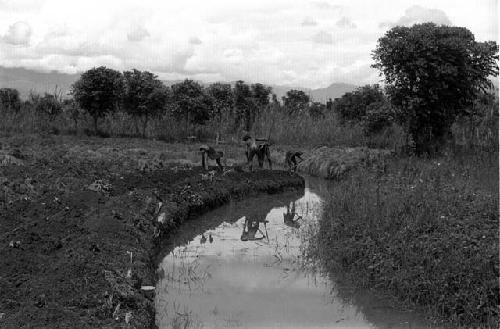 Karl Heider negatives, New Guinea