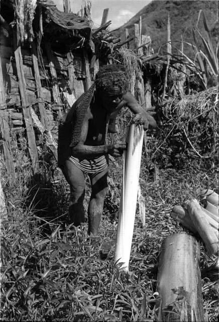 Woman peeling haki trunk