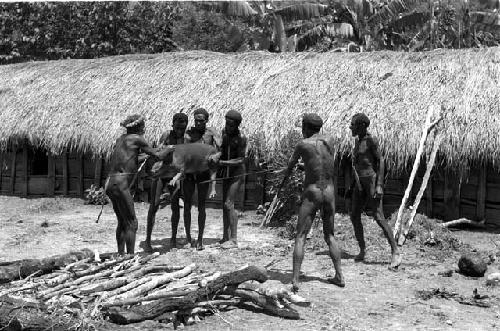 Men holding a pig to be shot