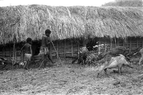 Girls herding pigs -- damaged negative