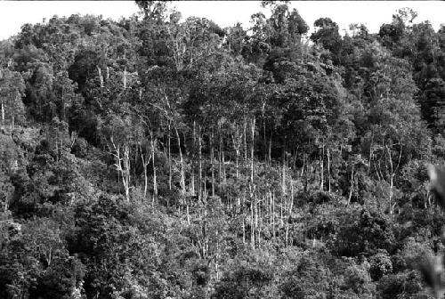 Hillside above the WW territory